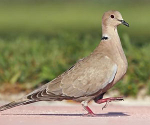 Хүүрзгэнэ (Буулгат хүүрзгэнэ)